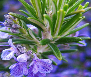 Δεντρολίβανο 50g