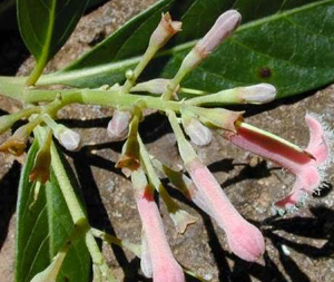 Κιγχόνη 50γρ