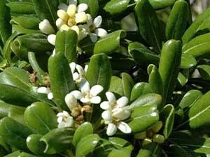 Αγγελική 50g