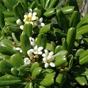 Αγγελική 50g