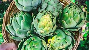 Αγκινάρα Φύλλο 50g