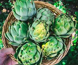 Αγκινάρα Φύλλο 50g