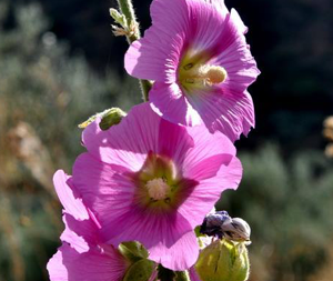 Αλθαία Ρίζα 50g