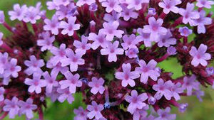 Βαλεριάνα 50γρ