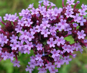 Βαλεριάνα 50γρ