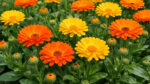 Καλέντουλα (Calendula officinalis) 50γρ από το βοτανοπωλείο DonCapone