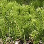 Εκουϊζέτο – Equisetum arvense 50g