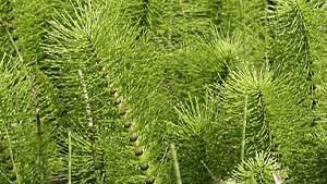 Εκουϊζέτο – Equisetum arvense 50g