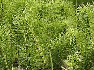 Εκουϊζέτο – Equisetum arvense 50g