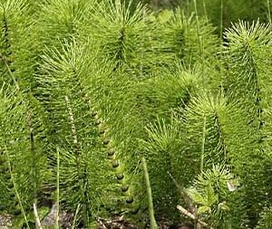 Εκουϊζέτο – Equisetum arvense 50g