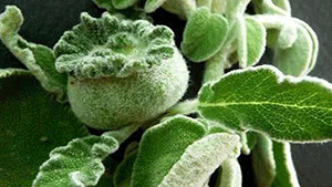 Φασκόμηλο 50g