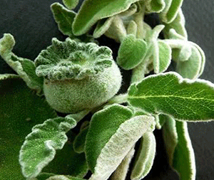 Φασκόμηλο 50g