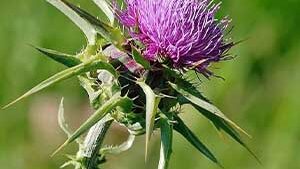 Γαϊδουράγκαθο Άνθος 50g