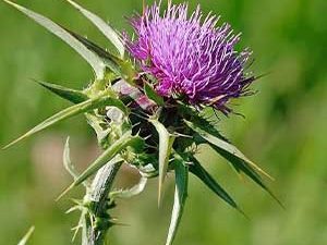 Γαϊδουράγκαθο Άνθος 50g