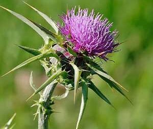 Γαϊδουράγκαθο Άνθος 50g