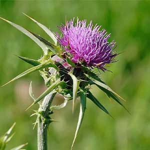 Γαϊδουράγκαθο Άνθος 50g