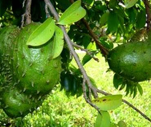 Γκραβιόλα Σκόνη bio 100gr