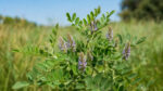 glikoriza_plant- doncapone Γλυκόριζα ρίζα κομμένη 100γρ από το DonCapone.