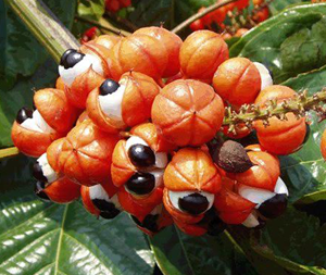 Γκουαρανά καρπός 100γρ