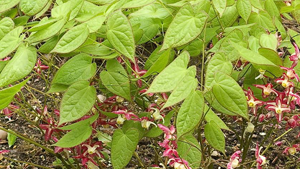 Horny Goat Σκόνη 100γρ