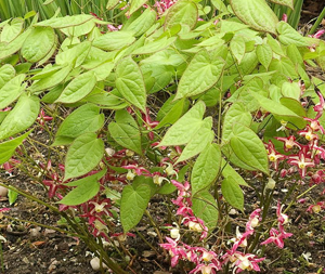 Horny Goat Σκόνη 100γρ