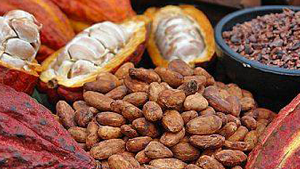 Σπόροι Κακάο 100γρ