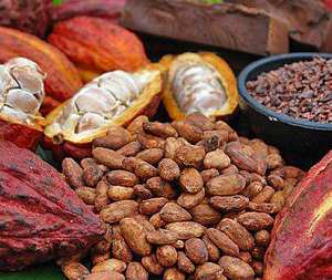 Σπόροι Κακάο 100γρ