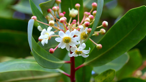 Κατουάμπα Σκόνη 100gr