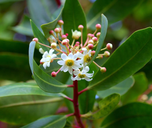 Κατουάμπα Σκόνη 100gr