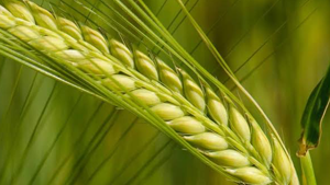 Κριθαρόχορτο Σκόνη 100γρ