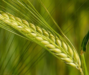 Κριθαρόχορτο Σκόνη 100γρ