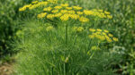 Ο Μαραθόσπορος (Foeniculum vulgare) 100γρ είναι ένα αρωματικό βότανο με γλυκιά γεύση και ευχάριστο άρωμα, ιδανικό για αφεψήματα και μαγειρική. Παραδοσιακά χρησιμοποιείται για την υποστήριξη της πέψης και την ανακούφιση από το αίσθημα φουσκώματος. Αποστολή σε όλη την Ελλάδα.