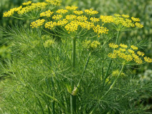 Ο Μαραθόσπορος (Foeniculum vulgare) 100γρ είναι ένα αρωματικό βότανο με γλυκιά γεύση και ευχάριστο άρωμα, ιδανικό για αφεψήματα και μαγειρική. Παραδοσιακά χρησιμοποιείται για την υποστήριξη της πέψης και την ανακούφιση από το αίσθημα φουσκώματος. Αποστολή σε όλη την Ελλάδα.