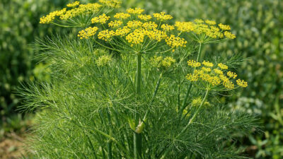 Ο Μαραθόσπορος (Foeniculum vulgare) 100γρ είναι ένα αρωματικό βότανο με γλυκιά γεύση και ευχάριστο άρωμα, ιδανικό για αφεψήματα και μαγειρική. Παραδοσιακά χρησιμοποιείται για την υποστήριξη της πέψης και την ανακούφιση από το αίσθημα φουσκώματος. Αποστολή σε όλη την Ελλάδα.