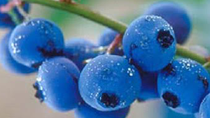 Μύρτιλο Οσμωτικό χ/ζ 100gr