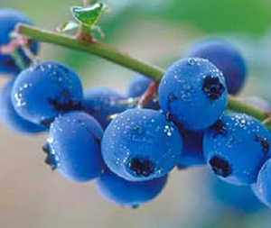 Μύρτιλο Οσμωτικό χ/ζ 100gr