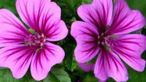 Μολόχα ανθός 50γρ