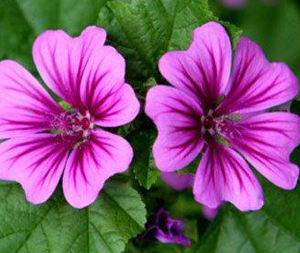 Μολόχα ανθός 50γρ