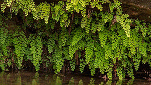 Πολυτρίχι – Αδίαντος 50γρ