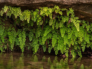 Πολυτρίχι – Αδίαντος 50γρ