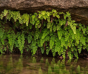 Πολυτρίχι – Αδίαντος 50γρ
