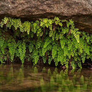 Πολυτρίχι – Αδίαντος 50γρ