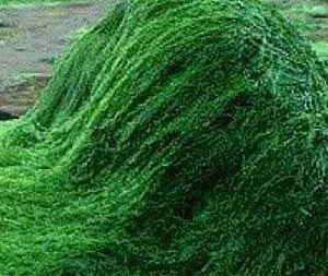 Σπιρουλίνα Σκόνη bio 100γρ