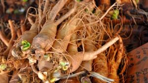 Suma Root – Brazilian Ginseng 100γρ