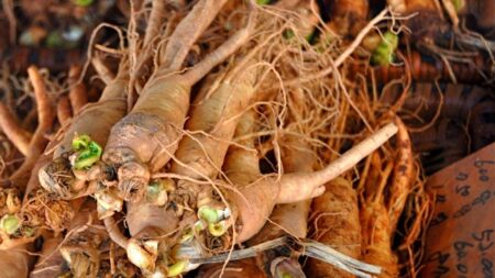 Suma Root – Brazilian Ginseng 100γρ