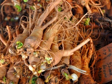 Suma Root – Brazilian Ginseng 100γρ