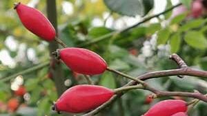 Άγριο Τριαντάφυλλο 100γρ