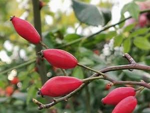 Άγριο Τριαντάφυλλο 100γρ