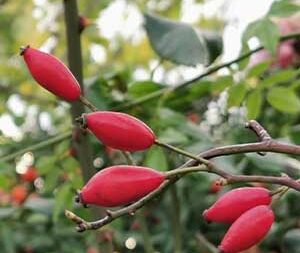 Άγριο Τριαντάφυλλο 100γρ