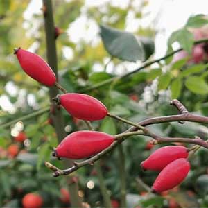 Άγριο Τριαντάφυλλο 100γρ